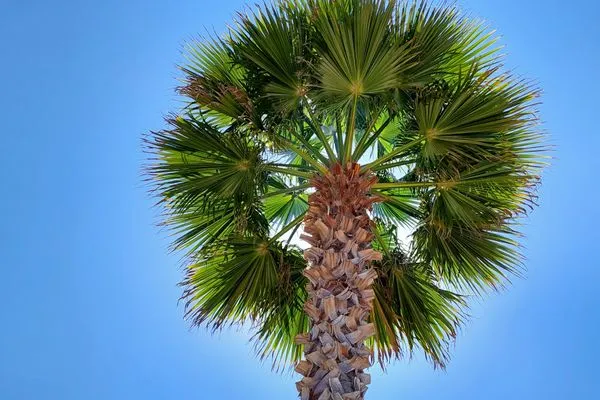   Finca Flor de la vida