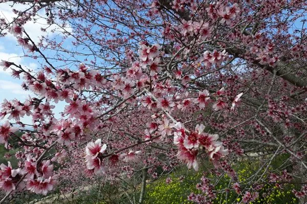   Finca Flor de la vida