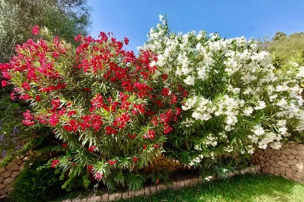   Finca Flor de la vida