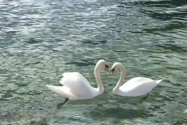   Villa Svanen App. 2 - Frühstücken mit Blick aufs Meer - Urlaub mit einzigartigem Meerblick