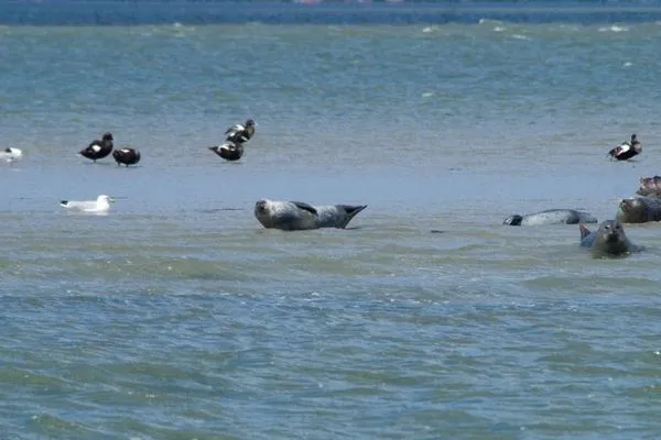   Ferienhaus Schirmqualle