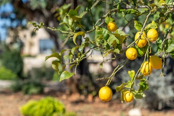   Finca Es Rotagut