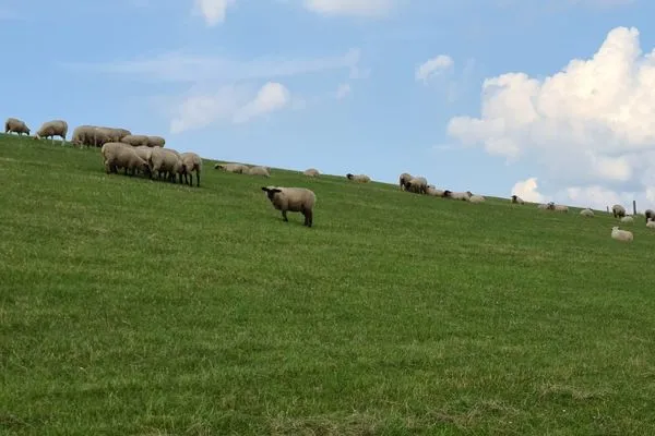 Hügellandschaft mit grasenden Schafen  Ferienhaus  Deichoase