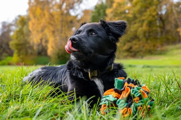 Hund Ferienpark Freesenbruch Wohnung 2.1 - Möwennest