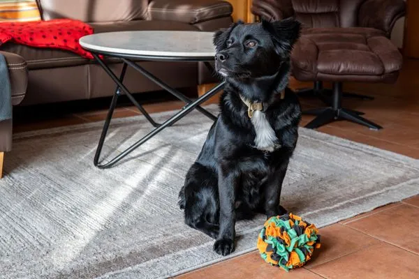 Hund Ferienpark Freesenbruch Wohnung 2.1 - Möwennest