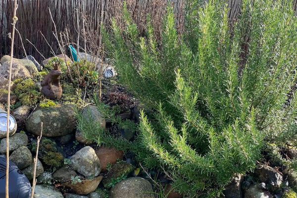  Whg. Strandhütte - Vierlindenhof Böhl - 