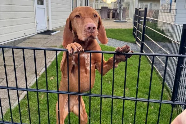  Breskens Chalet Maritim mit Zaun Haus Nr. J267