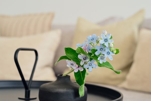  Apartment B4 "Pine Hill Resort" Extra Bike Friendly Usedom - Wohnzimmer