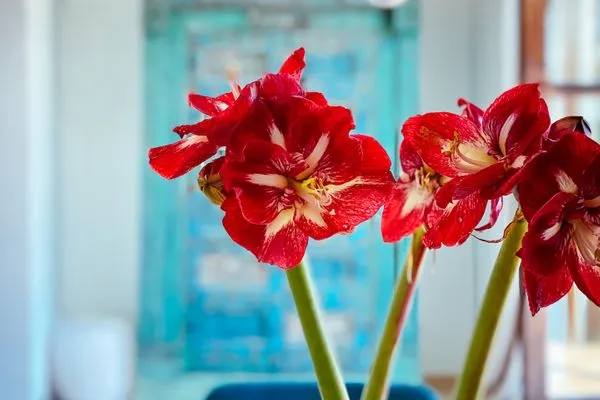   Villa Secret Paradise