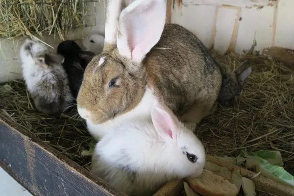 Gartenblick  Pension Schmelzer Wohnung 20