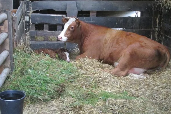 Gartenblick  Pension Schmelzer Wohnung 22