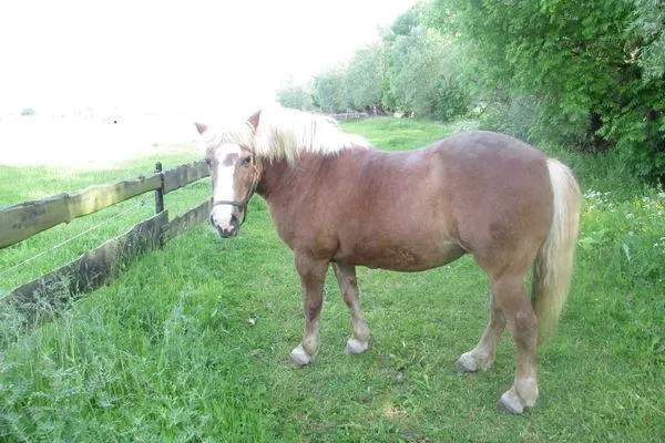 Gartenblick  Pension Schmelzer Wohnung 29