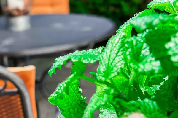 Dekoratives Detail  Ferienwohnung Poseidon Residenz Störtebecker