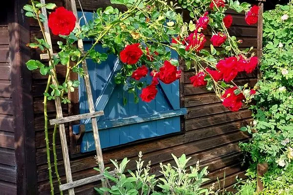 Garten  Ferienhaus Häuschen im Norden