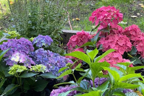 Garten  Ferienhaus Great Granny`s Cottage