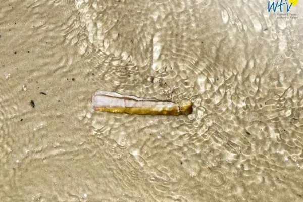 Dekoratives Detail Haus Meeresluft Ferienwohnung Schwertmuschel