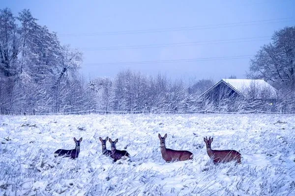  Bad Hoophuizen Chalet L-Cube 6 Nr. Eik 19