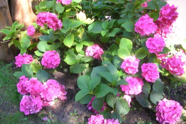  Jagdhaus 2 OG Wieck - Gartenblick