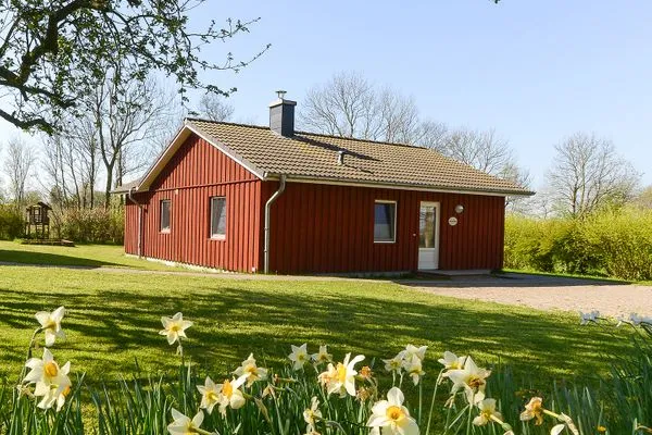 Hauptansicht  Lachmöwe