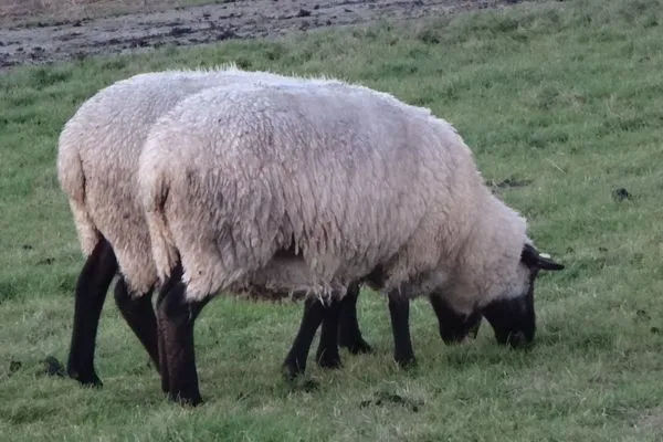   Ferienhaus Dinas Huus