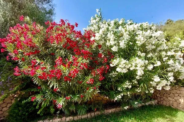 Garten  Finca Flor de la vida