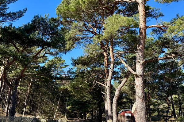  "Waldresidenz", App. 02 Ostseebad Prerow - 