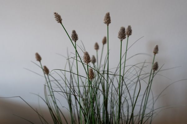  Dachluke Norderney - Dekoratives Detail