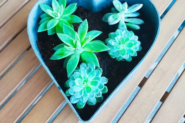 Dekoratives Detail  Eckwohnung C06