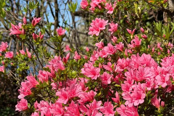 Garten  Bergidylle am Lago Maggiore