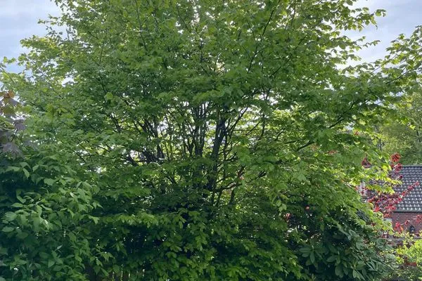 Gartenblick  Haus Kiesseekoje
