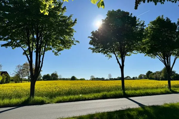 Rapsblüte bei Grundhof  Fördezauber