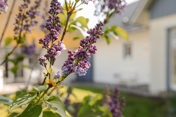  Haus Meerblau Born - Garten