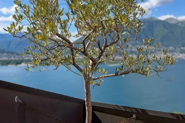   Orizzonte Blu