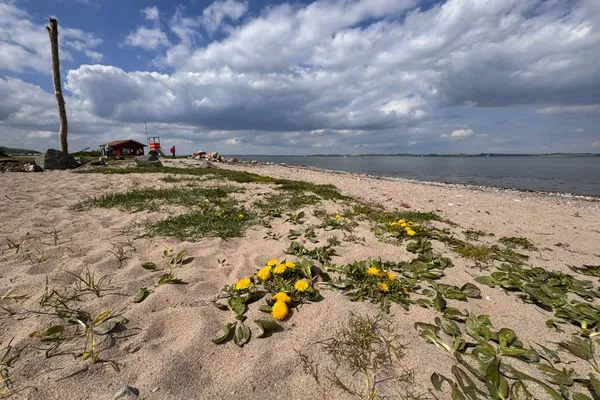 Der Badestrand von Westerholz (500 m zu Fuß)  Nordlicht