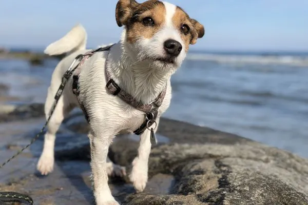 Ein kleiner Hund ist hier willkommen  Nordlicht