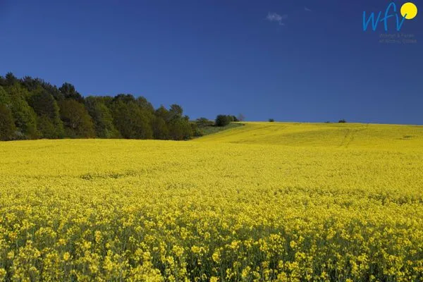 Rapsfeld bei Seedorf Ferienappartements Am Neuensiener See Ferienwohnung 7
