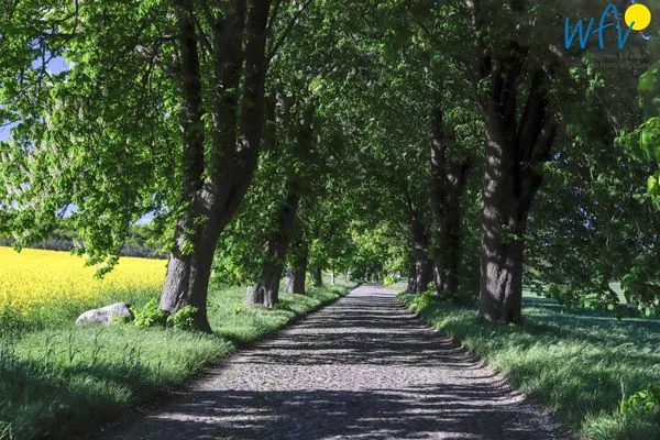 Allee zum Jagdschloss Granitz Ferienappartements Am Neuensiener See Ferienwohnung 7