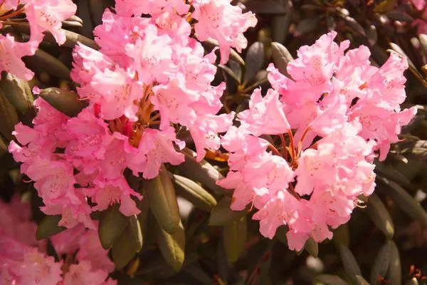   50037 Friesendomizil