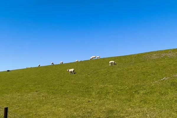 Schafe am Deich  Inselblick (E014)