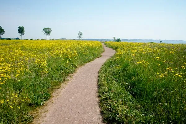 Landschaft Strandpark Sierksdorf H079