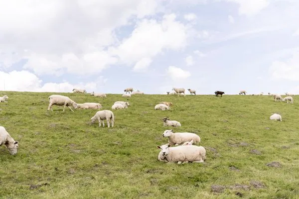 Landschaft  Meerblick (50.4.N)