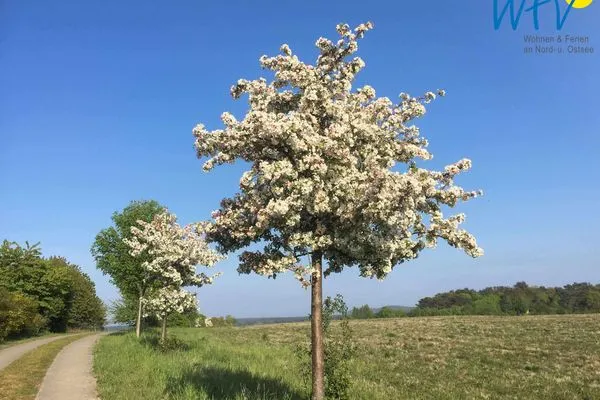 Landschaft Ferienhaus Having Ferienhaus Having