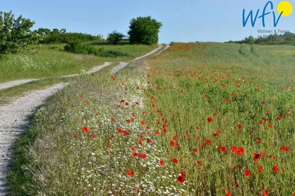Landschaft Ferienhaus Having Ferienhaus Having