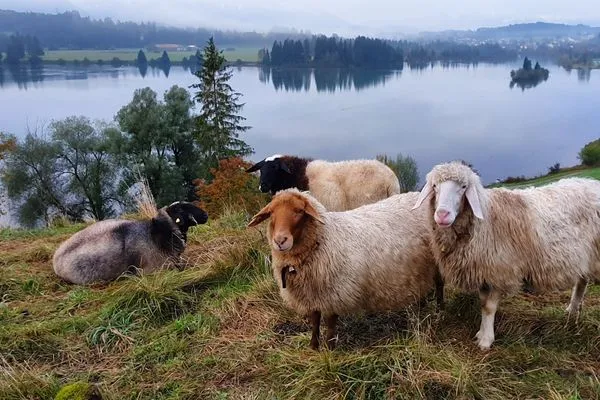 Gartenblick Feriendorf Hochbergle Haus 39
