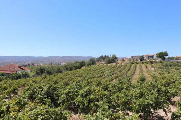 Garden view  Takis Bizos House 1