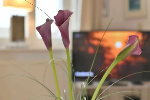 Dekoratives Detail Logirhaus Doyen Ferienwohnung Robbenplate