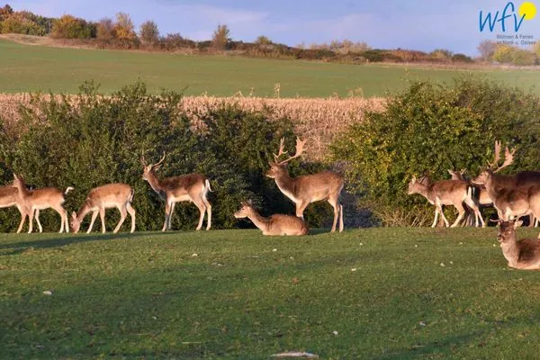 Landschaft Ferienhaus Having Ferienhaus Having