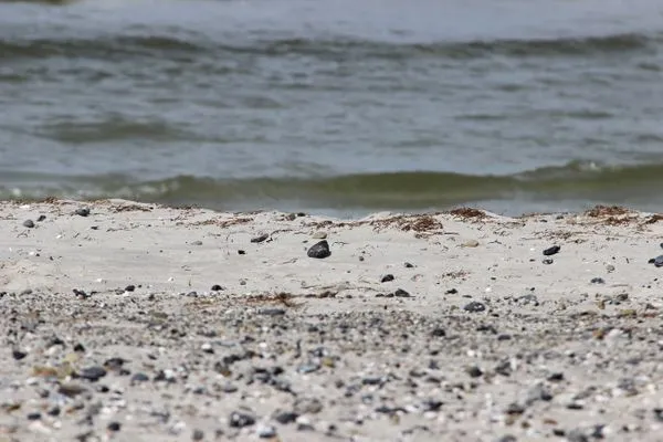 Bild vom Strand in Zingst Residenz am Strand Wohnung 2-40