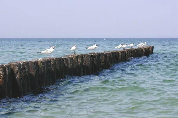 Ostsee mit Buhnen und Möwen Residenz am Strand Wohnung 2-41