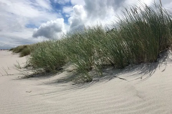 Strandbild Logierhaus Friedrich WE 9 - "Hohe Düne"